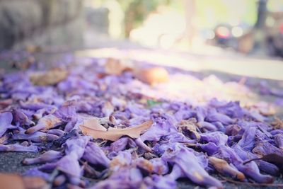 Close-up of dry flowers on autumn leaves