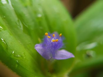 Close-up of flower blooming outdoors