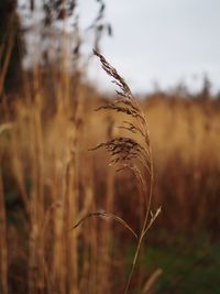 Close-up of wheat growing on field against sky