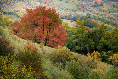 High angle view of autumnal trees