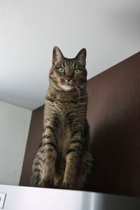 animal