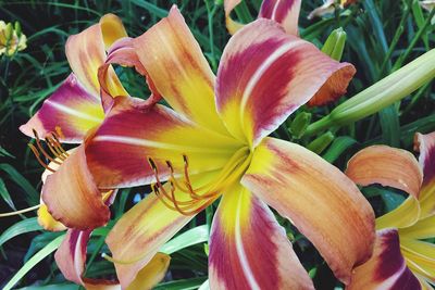 Close-up of day lily blooming outdoors