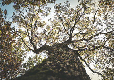 Low angle view of trees against sky