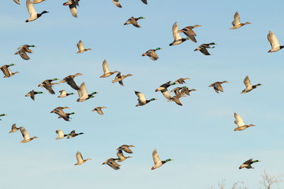 Flock of birds flying against sky