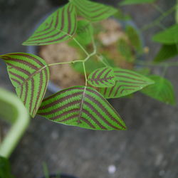 Close-up of plant leaf