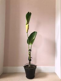 Close-up of potted plant on table at home