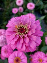 Close-up of pink flowering plant in park