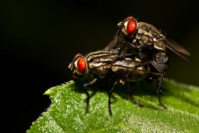 Close-up of red insect against black background