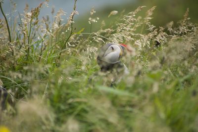 Close-up of bird perching on grass