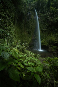 Scenic view of waterfall in forest