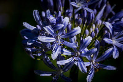 Close-up of flowers blooming