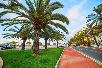 Palm trees on road against sky