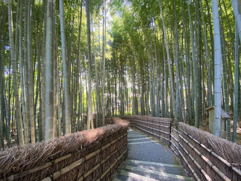 View of bamboo trees in forest