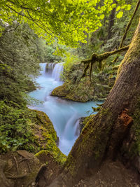 Beautiful spring waterfall in lush gifford pinchot forest near carson, washington 