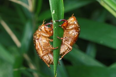 Close-up of insect on leaf