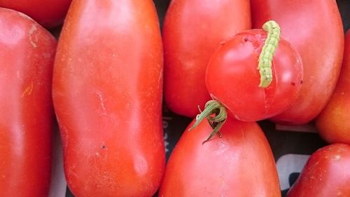Close-up of red chili peppers