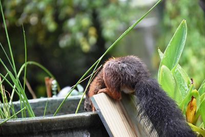 Close-up of monkey eating