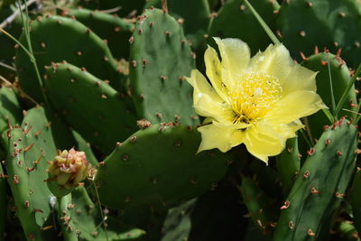 Sunshine cactus