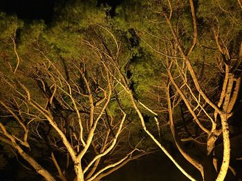 Close-up of tree at night