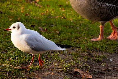 Seagull perching on a land
