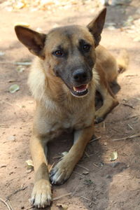 Portrait of dog sitting on land