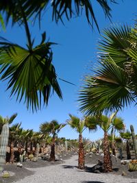 Palm trees against clear blue sky