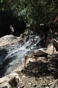 Side view of a bird in water