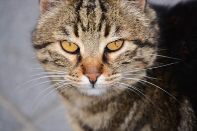 Close-up portrait of cat