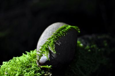 Close-up of fern against black background