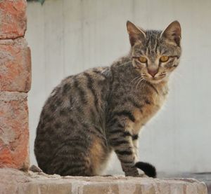 Close-up portrait of tabby cat