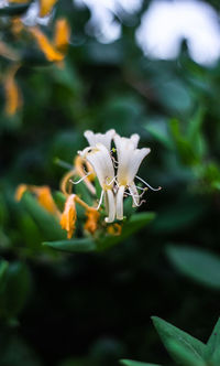 Close-up of white flowering plant