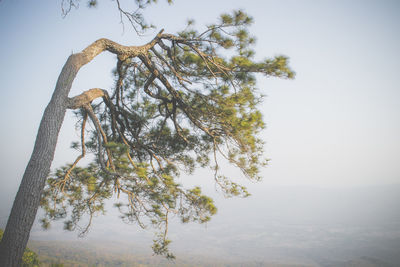 Low angle view of tree on landscape against sky