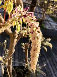 Close-up of lizard on plant