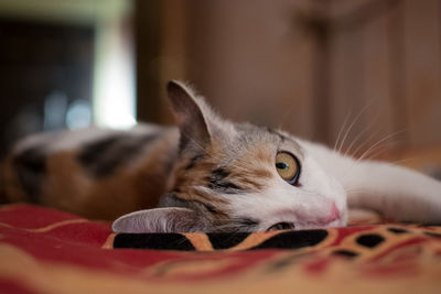 Close-up portrait of cat relaxing on bed at home