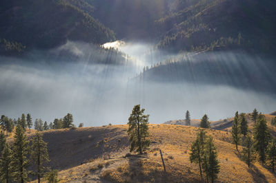 Panoramic view of trees and mountains against sky