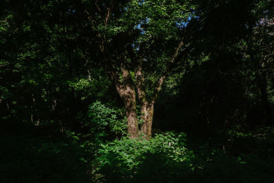 Trees in forest at night