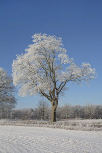 Bare tree against clear sky during winter