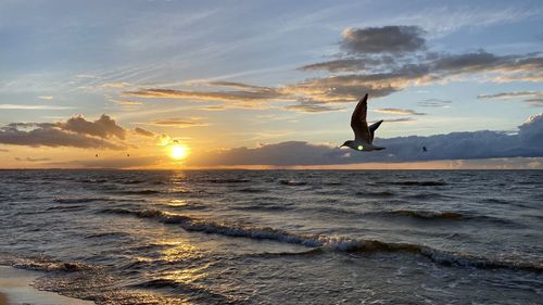 Bird flying over sea against sky during sunset