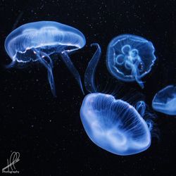 Close-up of jellyfish swimming in sea