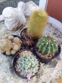 High angle view of succulent plant on table