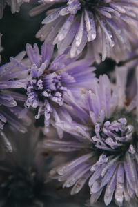 Close-up of purple flowering plant