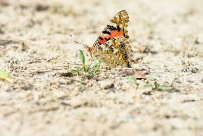 Close-up of butterfly on field