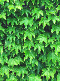 Full frame shot of fresh green plants