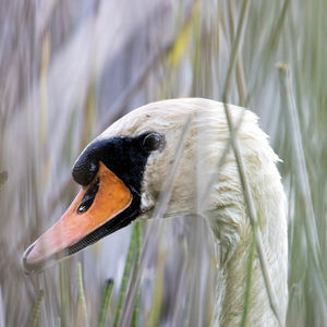 Close-up of swan in lake