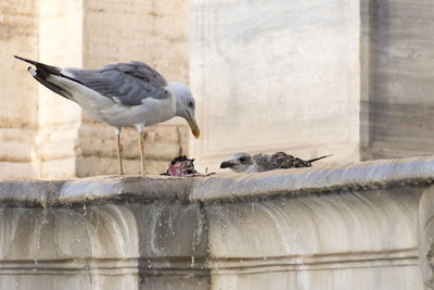 Seagull perching on a wall