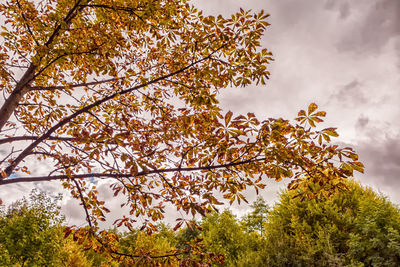 Low angle view of flowering tree against sky