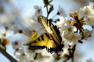 Close-up of butterfly on flowers against sky