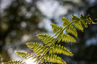 Close-up of pine tree leaves