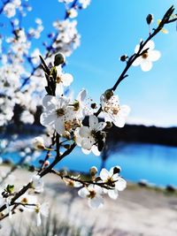 Close-up of cherry blossoms on tree