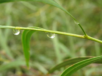 Close-up of wet plant